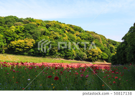Flower country (early summer) Flower country (early summer) 50817138