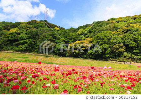 Flower country (early summer) 50817152