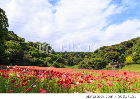 Flower country (early summer) 50817153