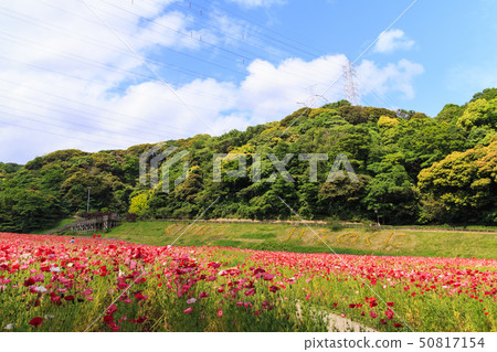 Flower country (early summer) 50817154