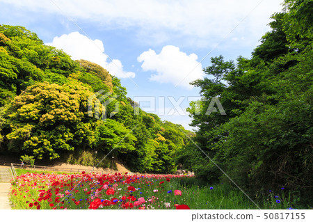 Flower country (early summer) 50817155