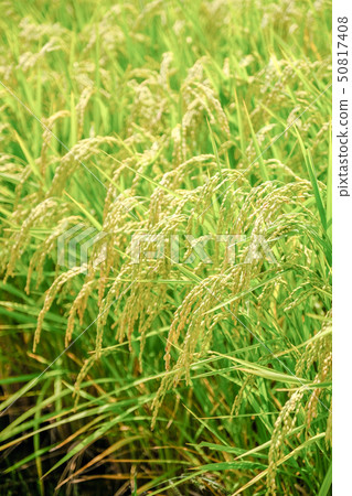 夏季大米(八月) 夏季大米(八月) 50817408