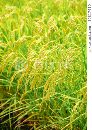 Summer rice (August) Summer rice (August) 50817410