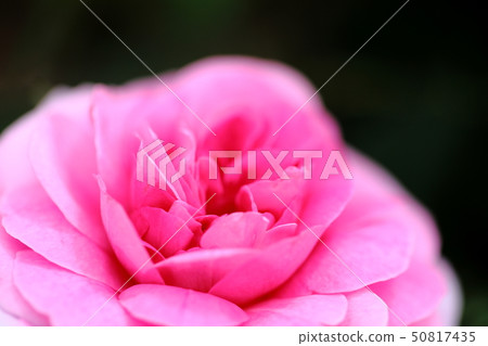 Rose_Olivia玫瑰奧斯汀 Rose_Olivia玫瑰奧斯汀 50817435