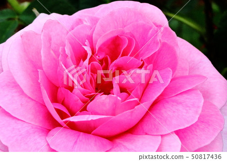 Rose_Olivia玫瑰奧斯汀 Rose_Olivia玫瑰奧斯汀 50817436