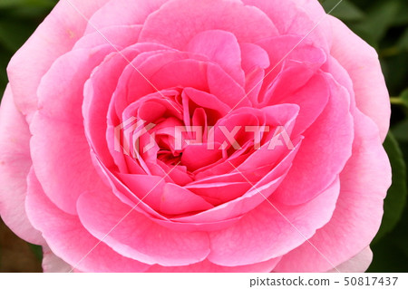 Rose_Olivia玫瑰奧斯汀 Rose_Olivia玫瑰奧斯汀 50817437