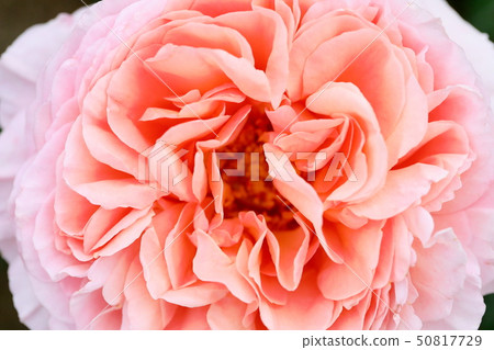 Rose_Abraham Derby 50817729