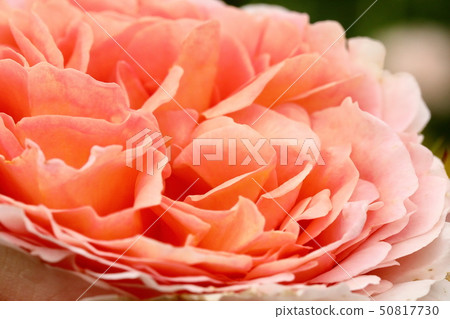 Rose_Abraham Derby Rose_Abraham Derby 50817730