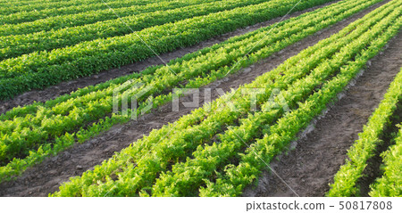 Carrot plantations grow in the field. Agriculture. Carrot plantations grow in the field. Agriculture. 50817808