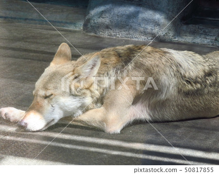 中國狼 中國狼 50817855