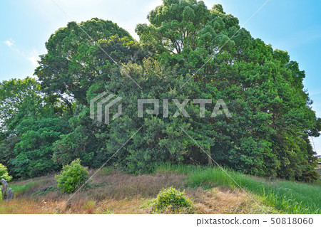 [Yashimazuka Tumulus] 6 Domyoji Temple, Fujiidera City, Osaka Prefecture 50818060