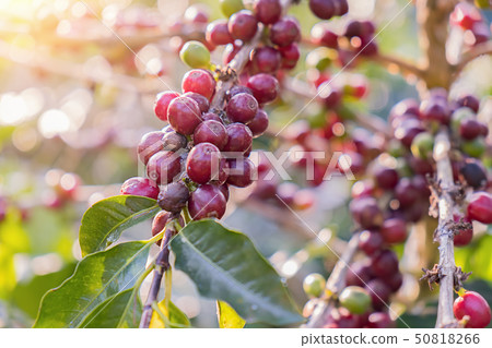 Closeup of red arabica coffee berries in coffee 50818266