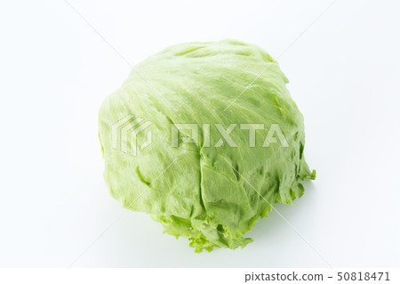 lettuce lettuce 50818471