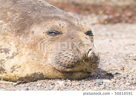 Elephant seal on beach close up, Patagonia, 50818591