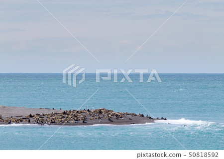Elephant seals on Caleta Valdes beach, Patagonia, 50818592