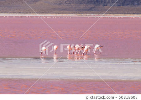 Laguna Colorada flamingos, Bolivia 50818605