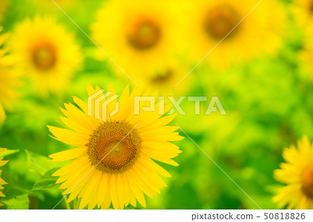 向日葵 向日葵 50818826
