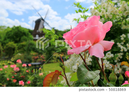 Funabashi Andersen Park, Rose Garden Rose (May) Funabashi City, Chiba Prefecture Funabashi Andersen Park, Rose Garden Rose (May) Funabashi City, Chiba Prefecture 50818869
