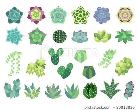 Illustration set planting parts of succulents 50818886