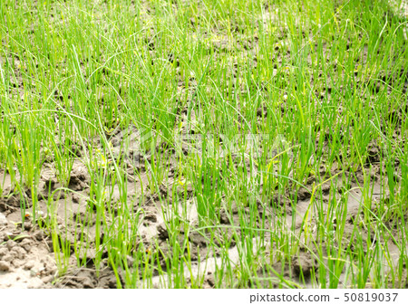 Leek seedling grows in greenhouse. Growing organic Leek seedling grows in greenhouse. Growing organic 50819037