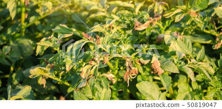 Potato bushes affected by Phytophthora 50819047
