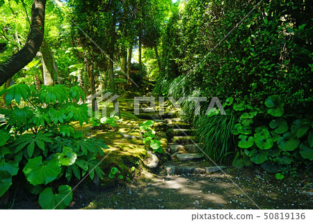 Senguen鹿兒島縣 50819136