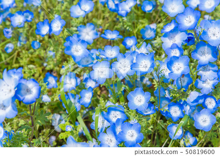 Nemophila 50819600