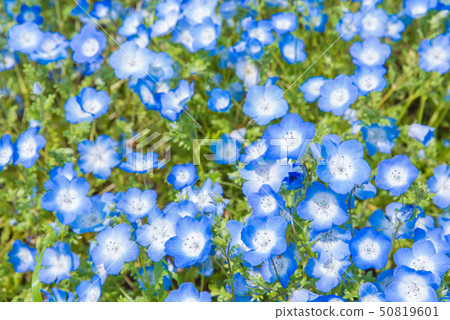 Nemophila 50819601