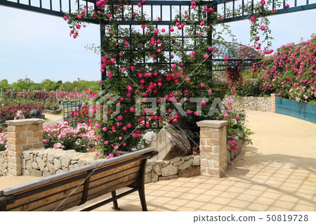 White roses and sky Material background Minamata City Kumamoto Prefecture White roses and sky Material background Minamata City Kumamoto Prefecture 50819728