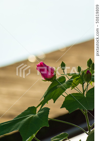 Flower bud 50819809