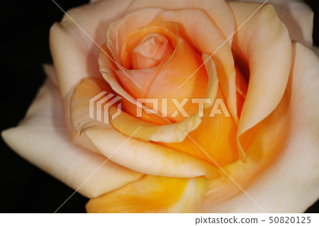 Collar-wrapped roses Collar-wrapped roses 50820125