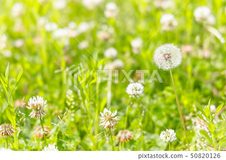 Dandelion blooming in urban park Dandelion blooming in urban park 50820126