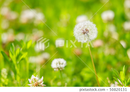 Dandelion blooming in urban park 50820131