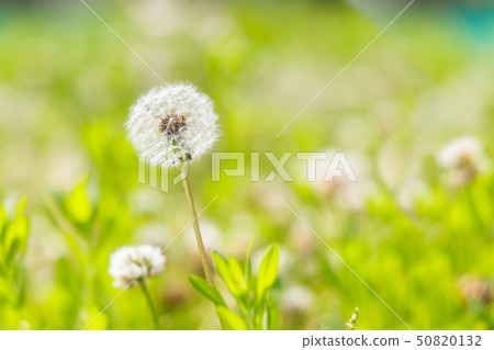 開花在都市公園的蒲公英 50820132