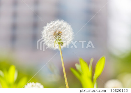 Dandelion blooming in urban park Dandelion blooming in urban park 50820133