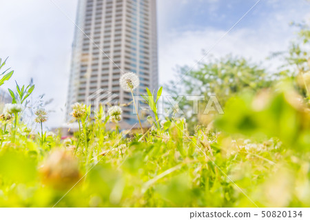 開花在都市公園的蒲公英 開花在都市公園的蒲公英 50820134