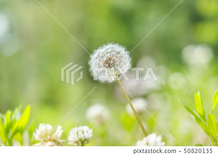 Dandelion blooming in urban park Dandelion blooming in urban park 50820135