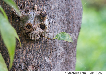 熊貓精神 50820268