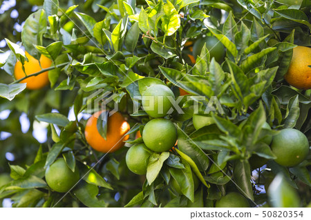 Fruits of citrus orange tree branches closeup shot 50820354