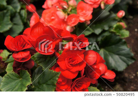 花 50820495