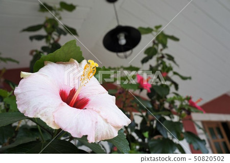 Flowers Flowers 50820502