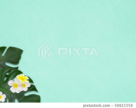 背景 - 海 - 夏天 - 海灘 - 龜背竹 - 雞蛋花 - 藍 50821558