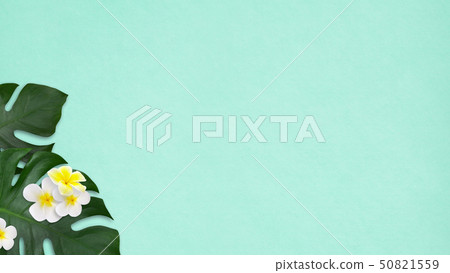 背景 - 海 - 夏天 - 海灘 - 龜背竹 - 雞蛋花 - 藍 50821559
