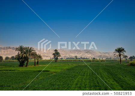 Bright green fields contrast with blue sky Bright green fields contrast with blue sky 50821953