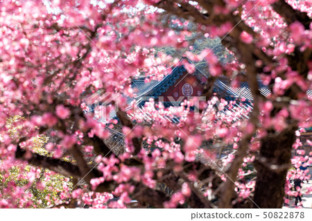 慶尚南道梁山通道寺佛教 慶尚南道梁山通道寺佛教 50822878