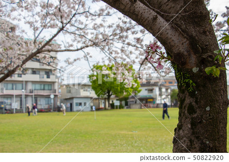 做盛大高爾夫球佐倉和盛大高爾夫球的健康老年人 做盛大高爾夫球佐倉和盛大高爾夫球的健康老年人 50822920