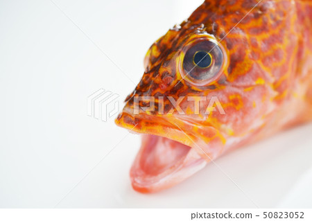 Sashimi delicious 50823052