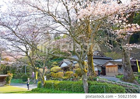 Senkoji 50823506