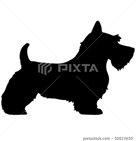 scottish terrier silhouette 50823650