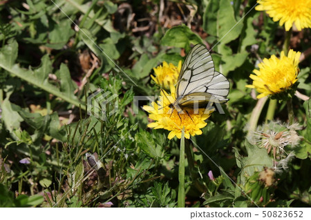 烏蘇巴族 50823652